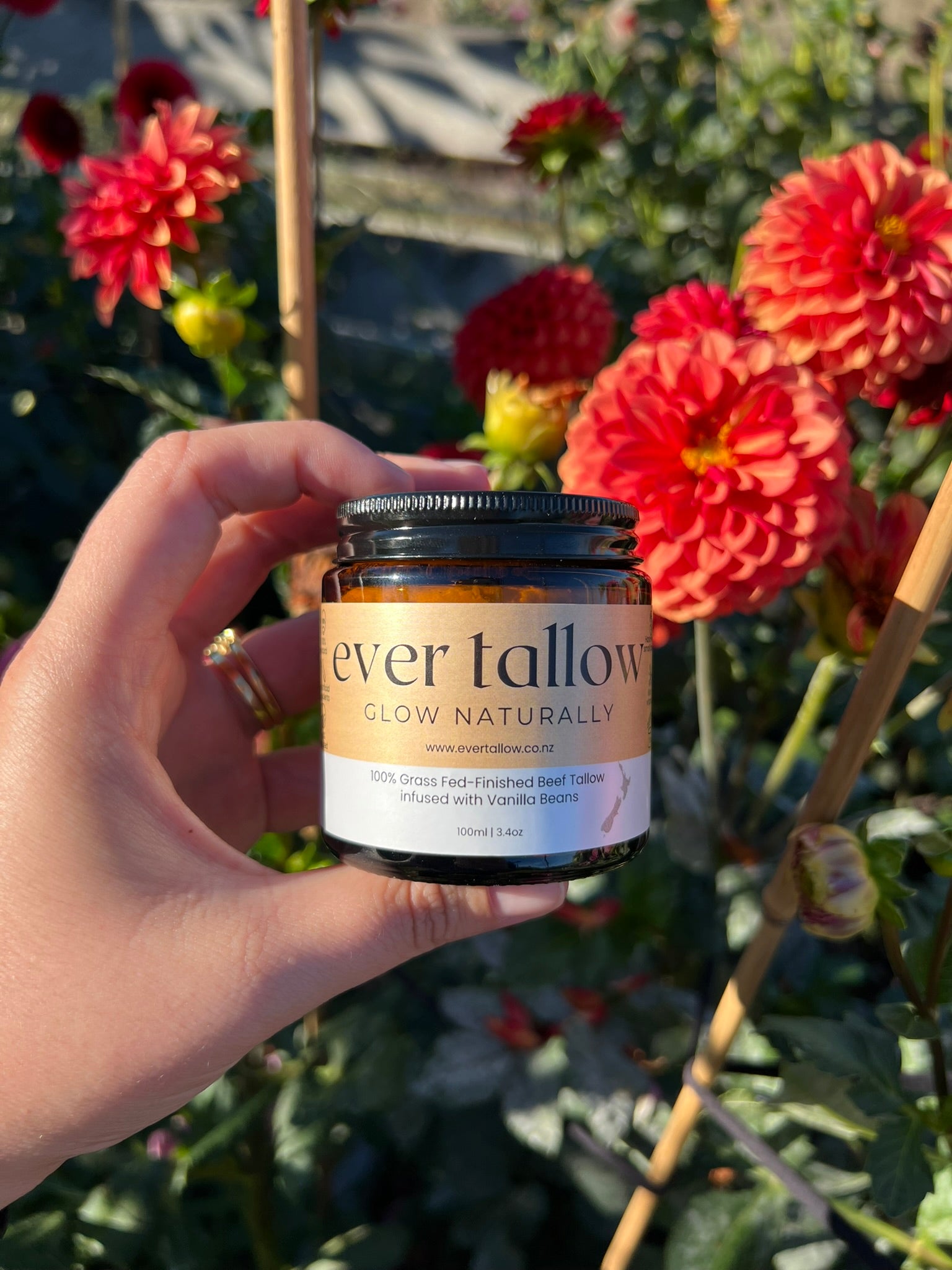Beef Tallow infused with Vanilla Beans in front of red dahlias in the garden.